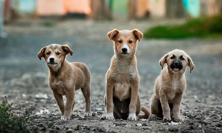 ¡Urgente! Tres Adorables Perritos en Busca de un Hogar.